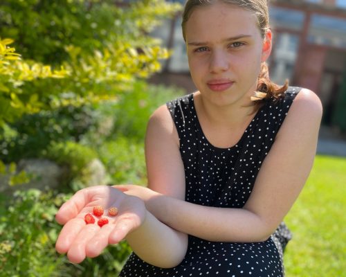 žákyně trhá jahody na školní zahradě