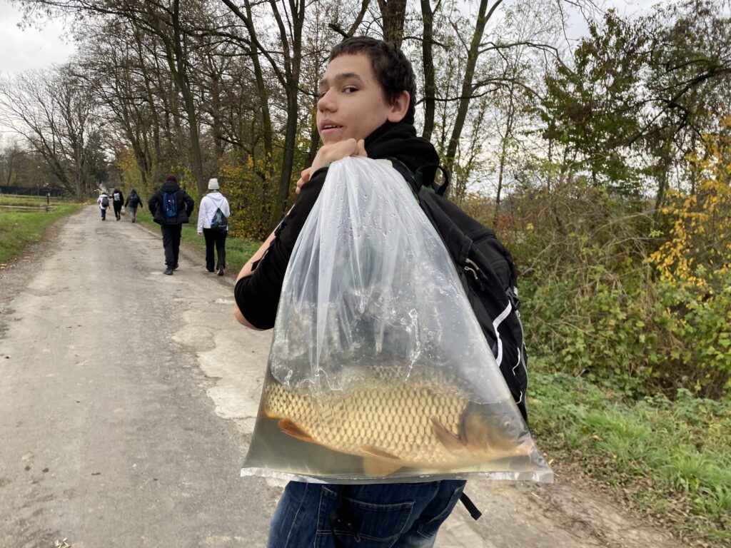 Výlov rybníka Bezruč