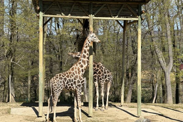 ZOO Lešná