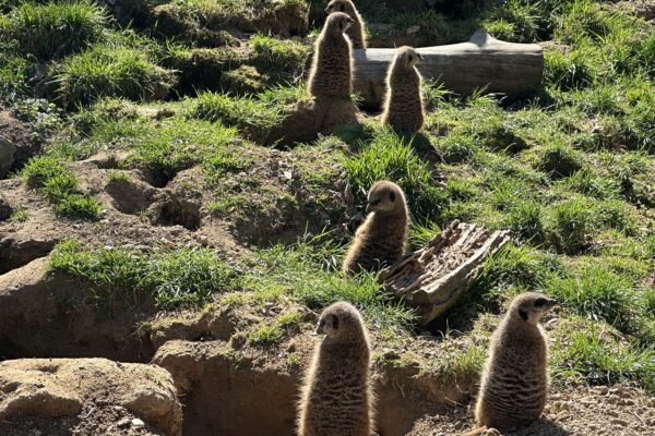 ZOO Lešná