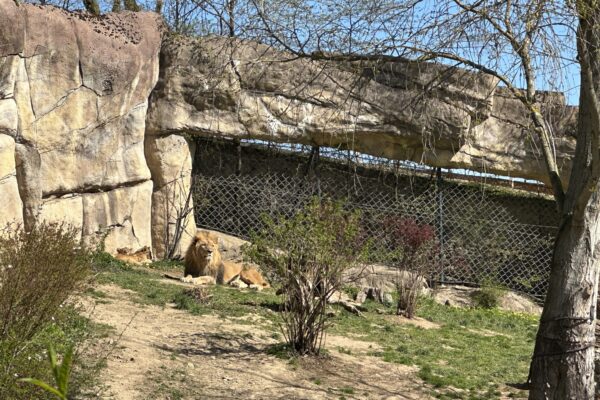 ZOO Lešná