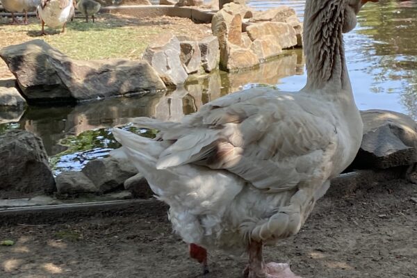Vyškov Zoo Dino (SC)