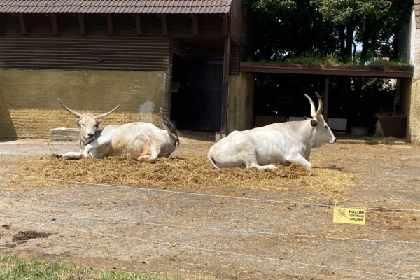 Vyškov Zoo Dino (SC)