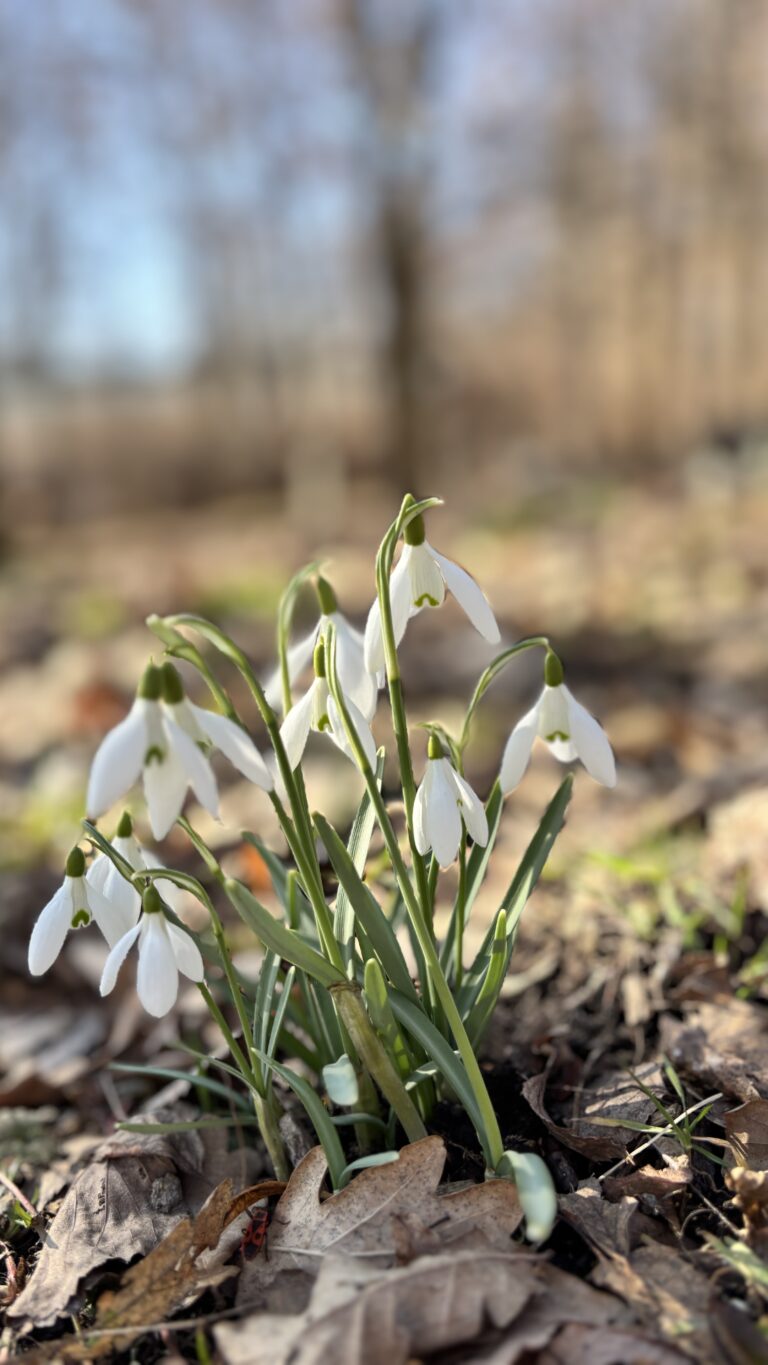 Procházka - Klimkovice